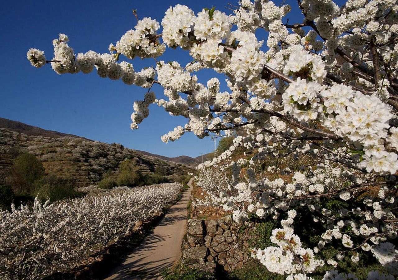 Casa Rural Arbequina, Refugio De Primavera Casas del Monte 외부 사진